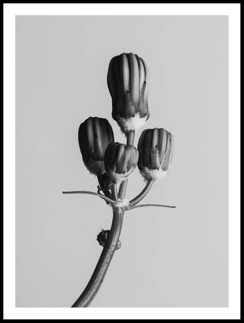 Plante Noir Et Blanc Poster Posterton