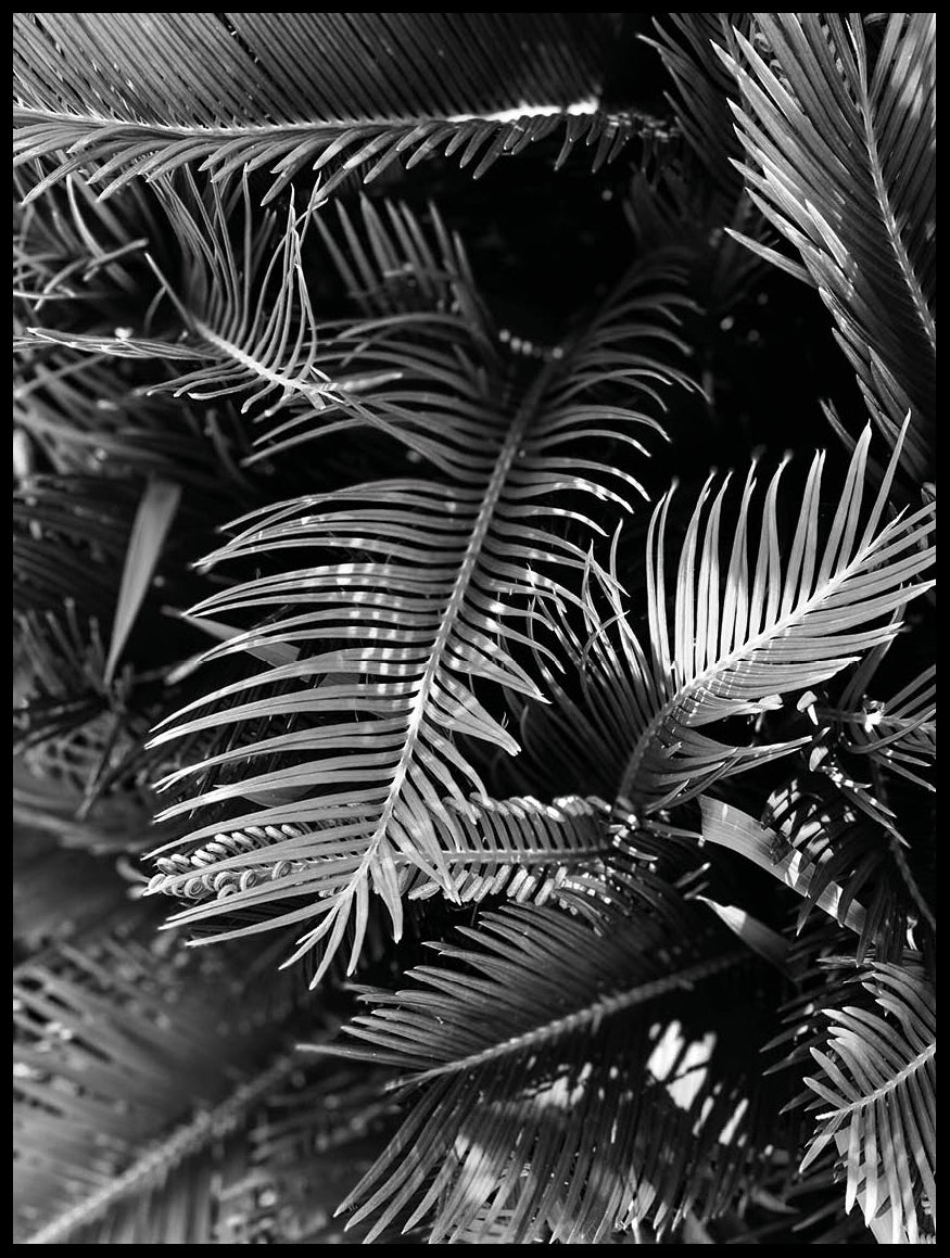 Feuilles En Noir Et Blanc Poster Posterton