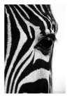 Getty Images Closeup Of A Zebra.png