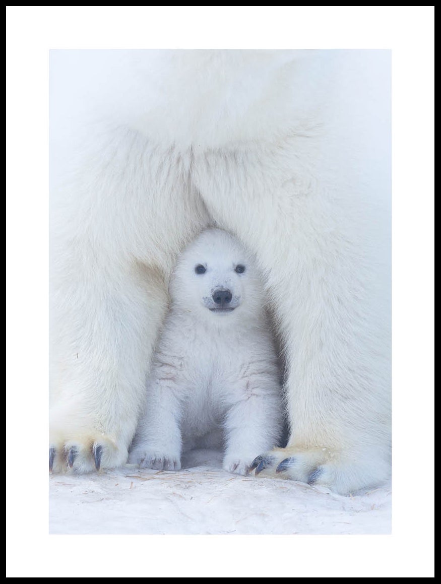 Affiches ours polaire enfant - poster animaux arctique