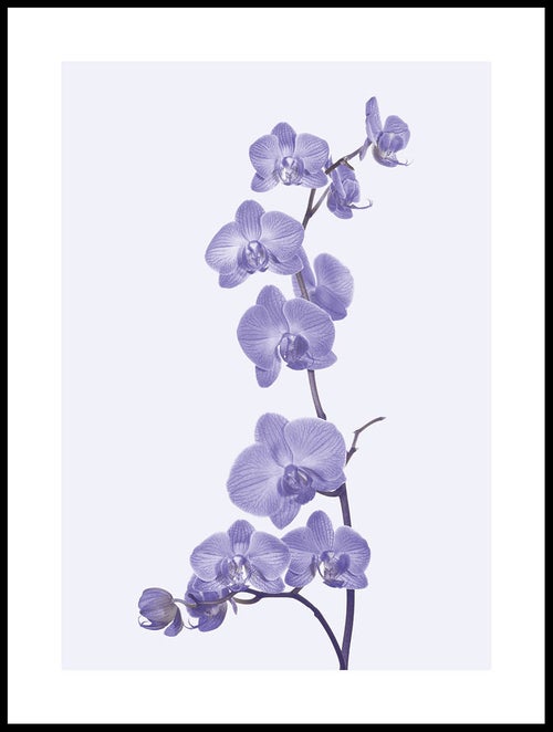 Orchidée Violette Poster - Posterton