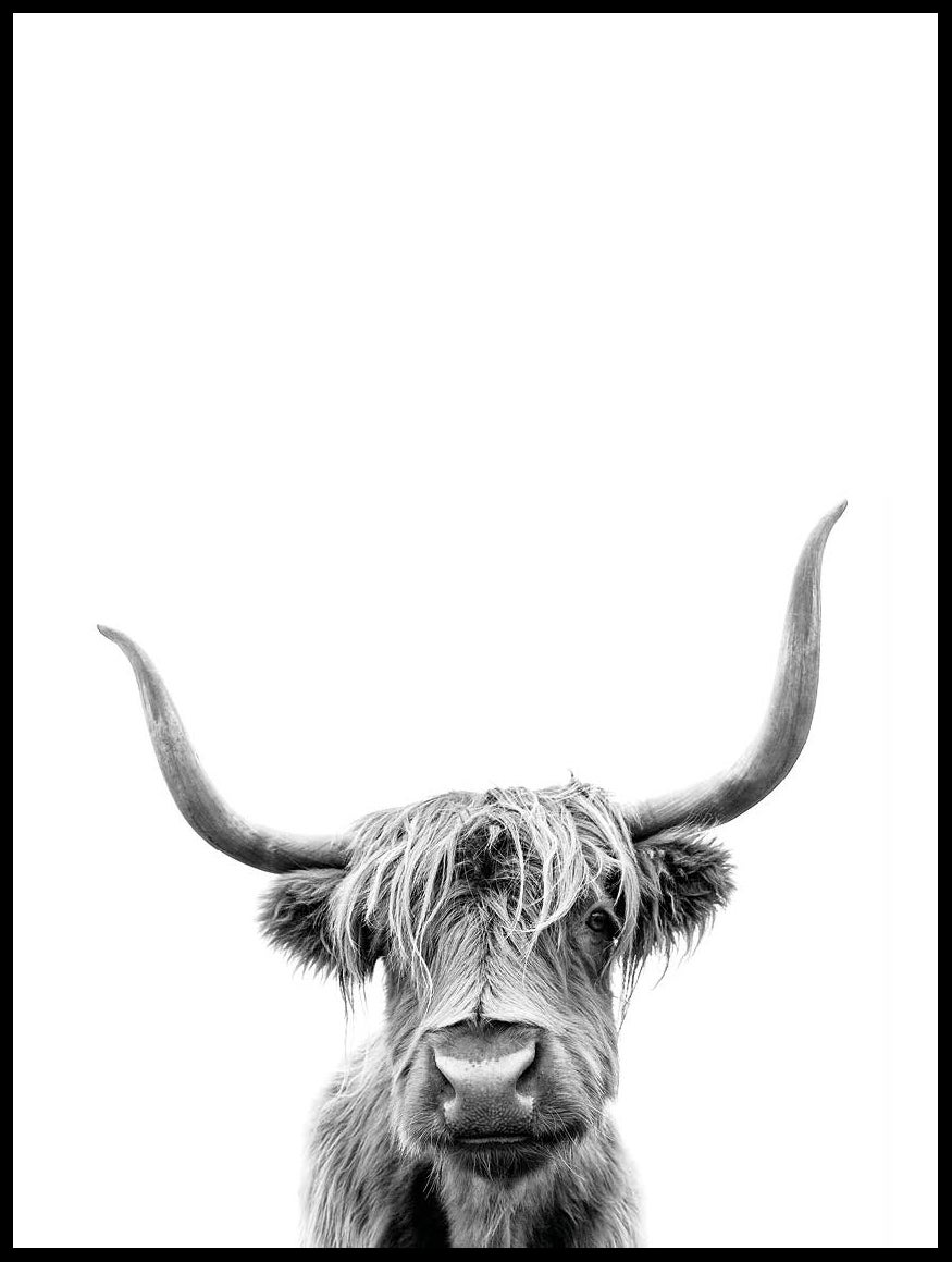 Cadre photo - Poster - Scottish Highlander - Vache - Animaux - Berg - Cadre  pour