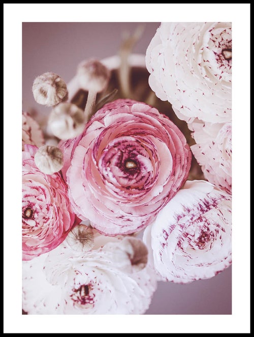 Renoncule En Blanc Et Rose Poster - Posterton